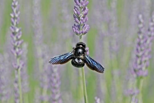 Xylocopa violacea,Purple carpenter bee