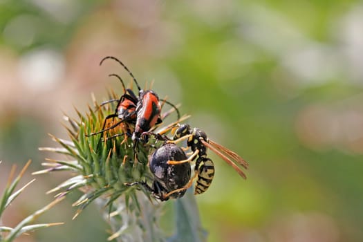 Wasp sits on beetles