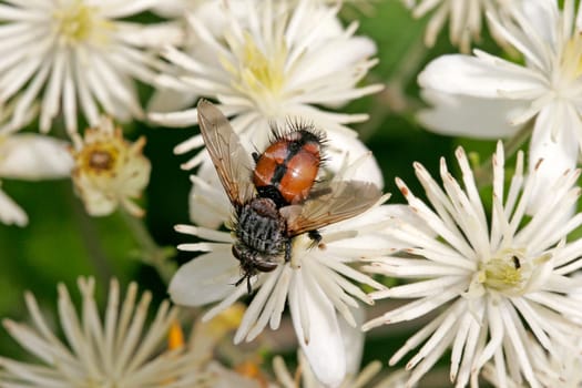 Tachina fera,caterpillar fly,Echinomyia fera,hedgehog fly