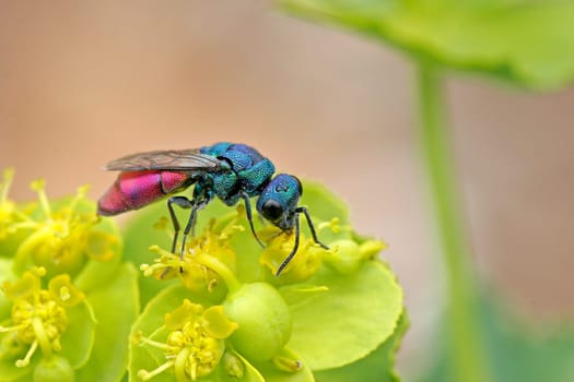 Chrysis species, Goldwespe