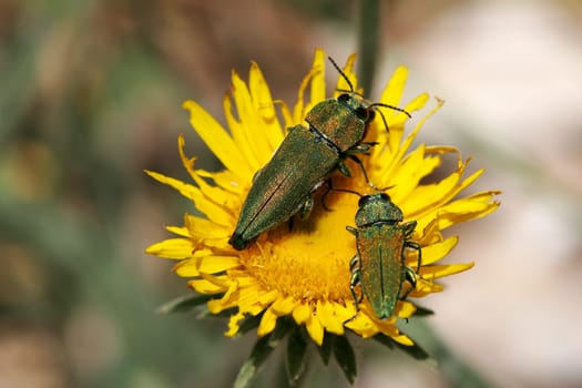 Anthaxia hungarica,Magnificent beetle