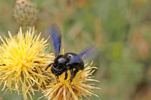 Xylocopa violacea,Purple carpenter bee on yellow flake flower