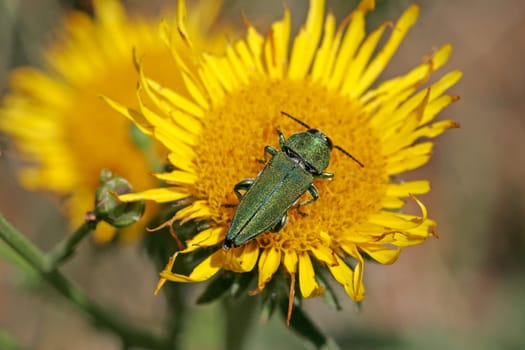 Anthaxia hungarica,Magnificent beetle