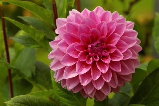 Dahlia