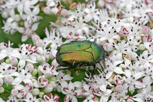 Cetonia aurata,rose beetle