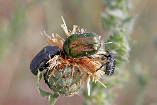 Beetle on flake flower