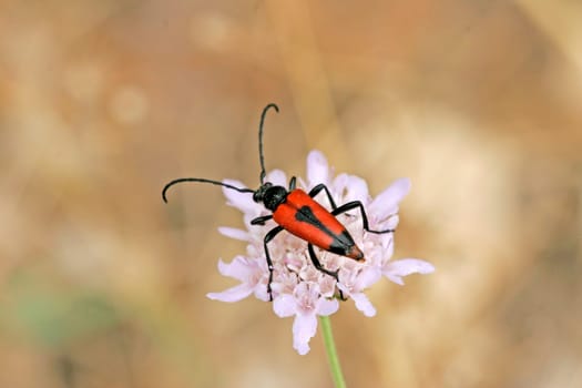 Leptura cordigera,longhorn beetle