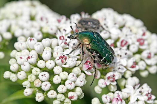 Cetonia aurata,rose beetle