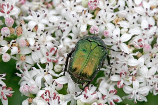 Cetonia aurata,rose beetle
