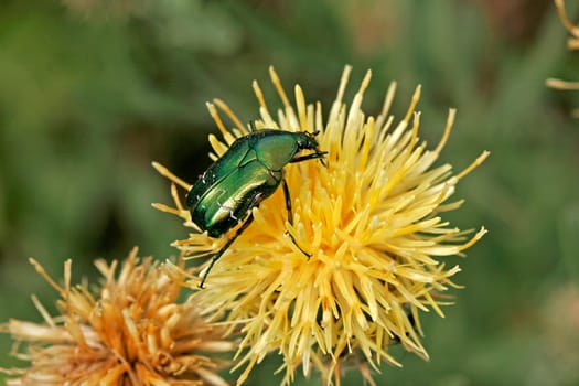 Cetonia aurata,rose beetle