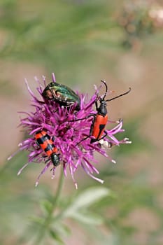 Three beetles visiting flowers on flake flower