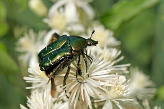 Cetonia aurata,rose beetle