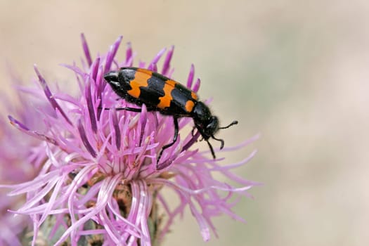 Mylabris variabilis,Striped bladder beetle