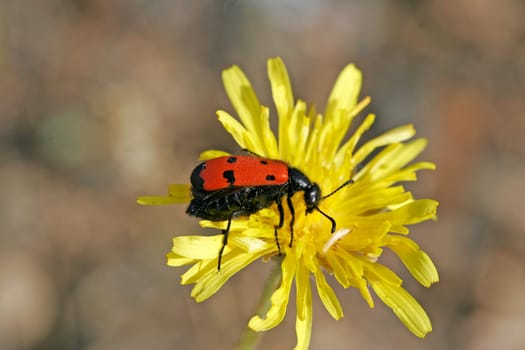 Mylabris quadripunctata,Four-spotted bladder beetle