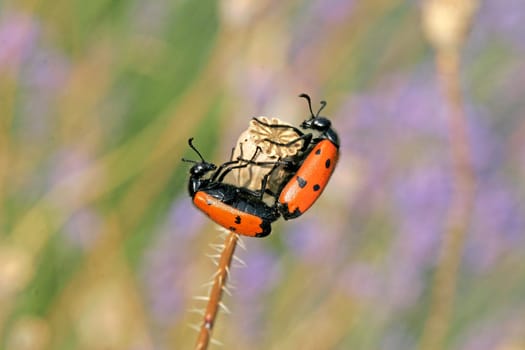Mylabris quadripunctata,Four-spotted bladder beetle