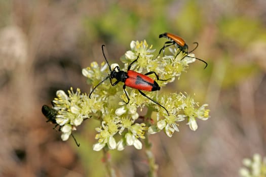 Leptura cordigera,longhorn beetle