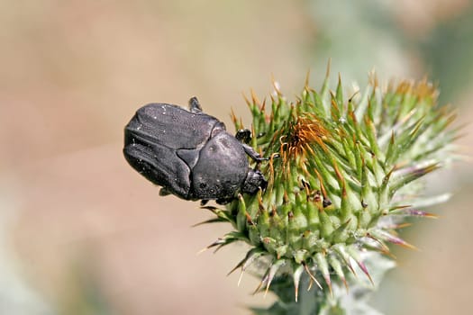 Potosia morio,horned beetle