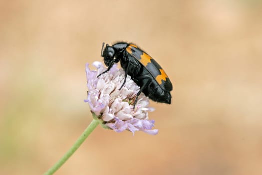 Mylabris variabilis,Striped bladder beetle