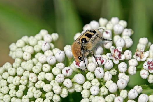 Trichius fasciatus,Banded brush beetle