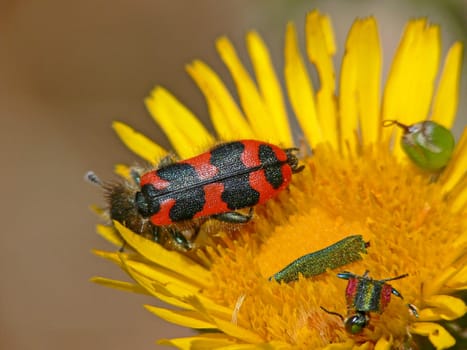 Trichodes alvearius,beewolf with prey