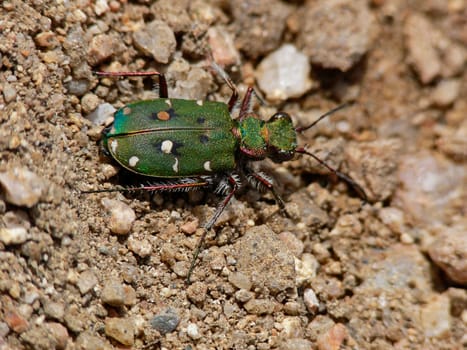 Cicindela campestris,field tiger beetle