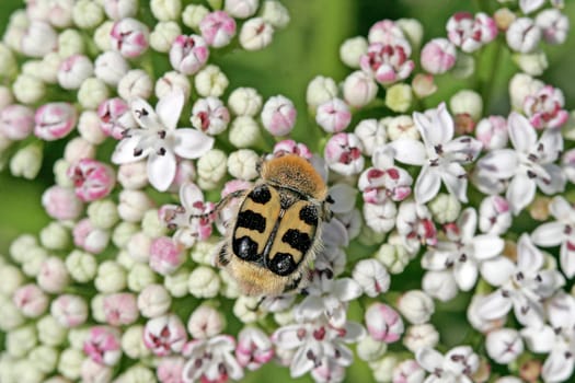 Trichius fasciatus,Banded brush beetle