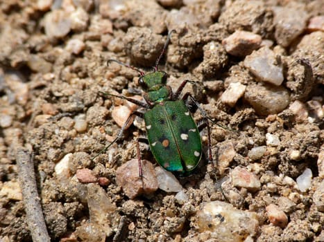 Cicindela campestris,field tiger beetle