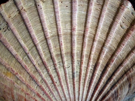 Shell Lines