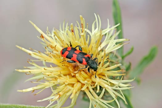 Trichodes alvearius,beewolf on flake flower