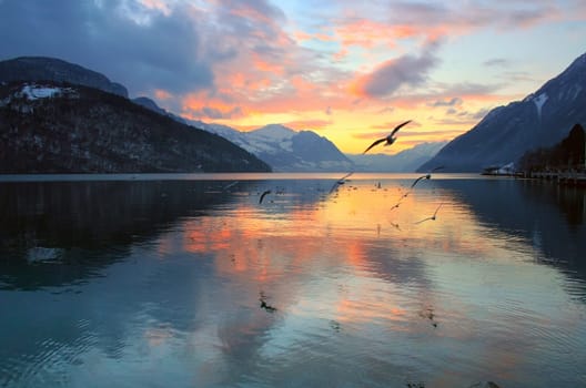 Bird migration in the last rays