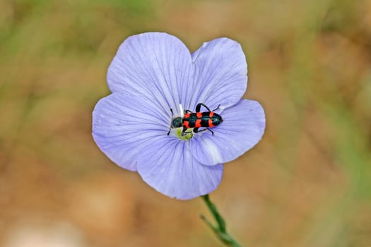 Trichodes species,Beewolf,on flax,Linum