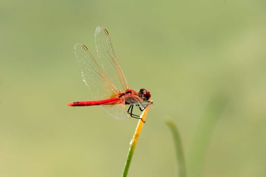 Crocothemis erythraea,fire dragonfly
