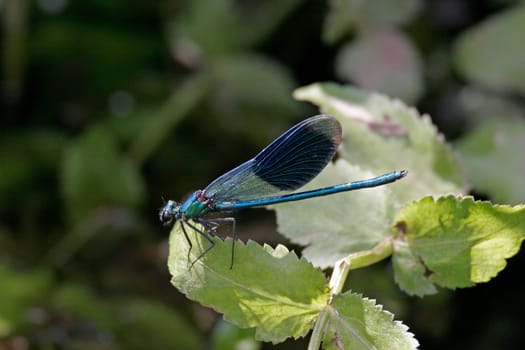 Calopteryx splendens,Banded damselfly,Male