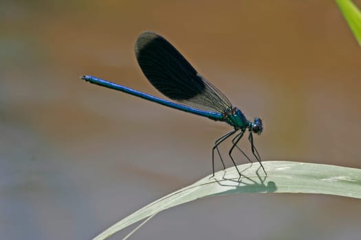 Calopteryx splendens,Banded damselfly,Male