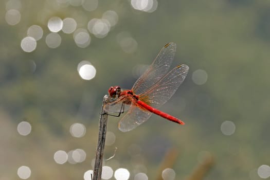 Crocothemis erythraea,fire dragonfly