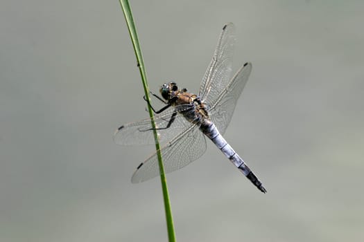 Orthethrum cancellatum,Great Blue Arrow,Male