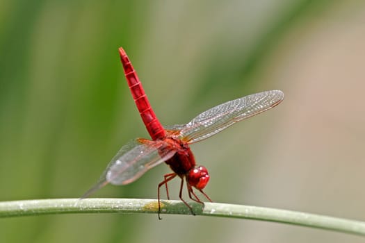 Crocothemis erythraea,Fire Dragonfly,Dragonfly