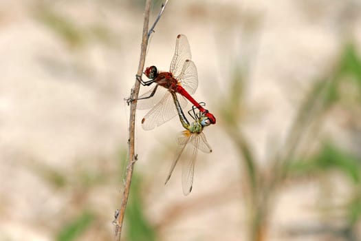 Sympetrum fonscolombei,Early Heather Bell. Mating