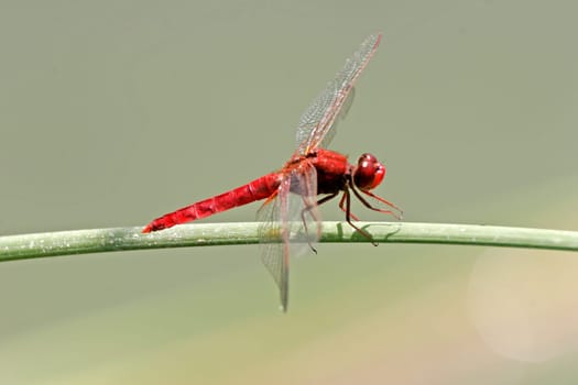 Crocothemis erythraea,Fire Dragonfly,Dragonfly
