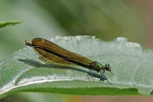 Calopteryx virgo,Blue-winged Dragonfly (female)