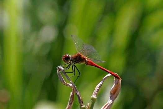 Sympetrum sanguineum,Blood Red Heather,Dragonfly