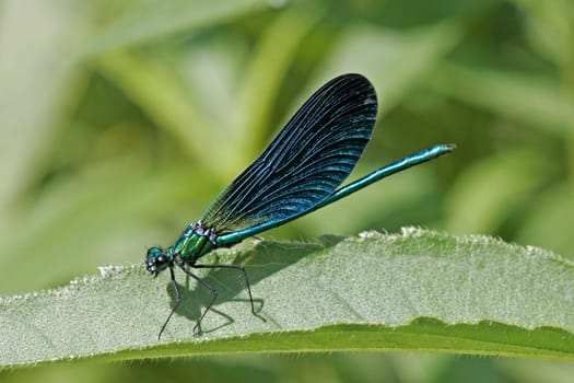 Calopteryx virgo,Blue-winged Dragonfly (male)