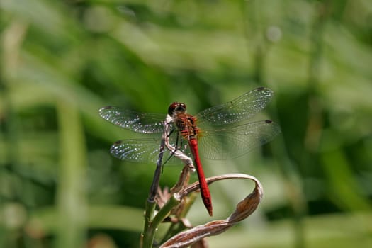 Sympetrum sanguineum,Blood-red Bluebell