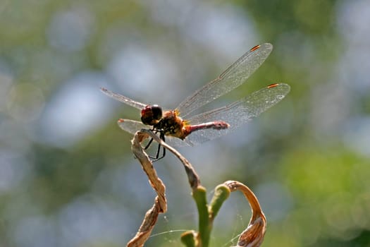 Sympetrum sanguineum,Blood Red Heather,Dragonfly