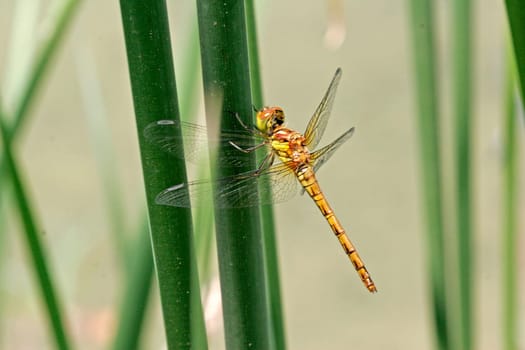 Orthethrum cancellatum,Great Blue Arrow,Female