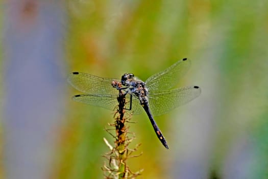Sympetrum danae,Male