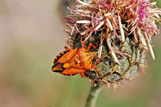 Carpocoris mediterraneus, Baumwanze