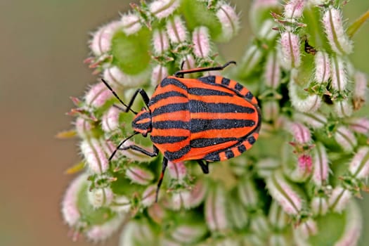 Graphosoma lineatum,striped bug