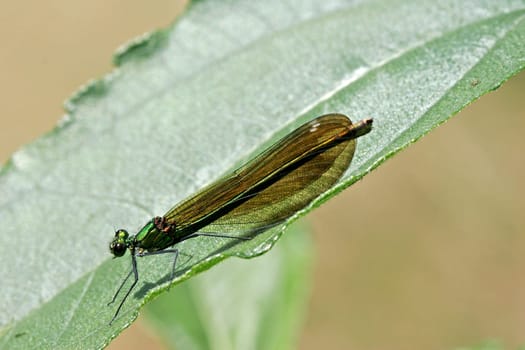Calopteryx virgo,Blue-winged Dragonfly (female)