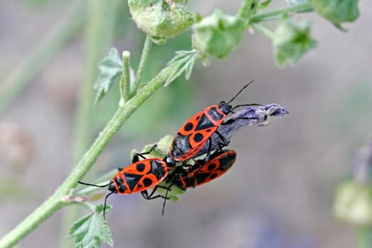 Pyrrhocoris apterus, Feuerwanze